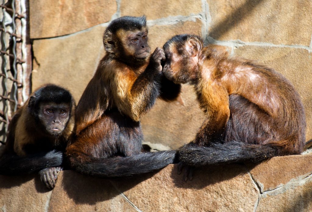 Marea Britanie raportează 7 cazuri de infectare cu variola maimuțelor