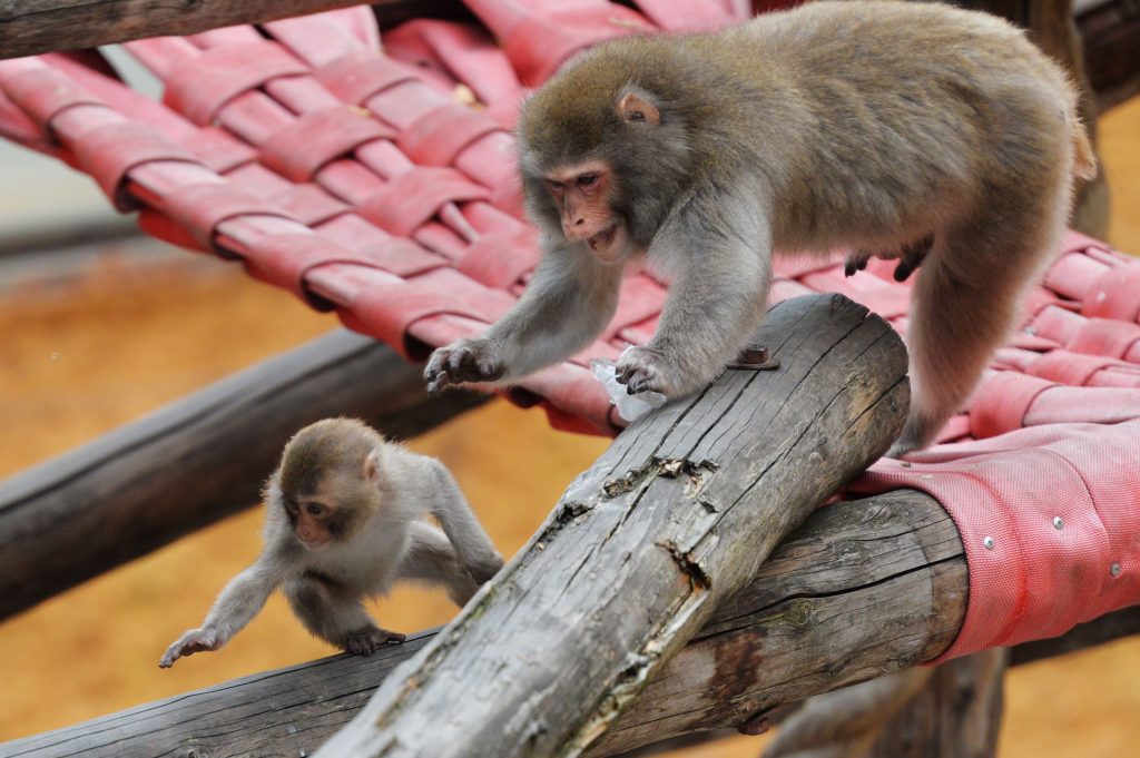 STUDIU. Maimuțele indoneziene folosesc pietre pe post de jucării sexuale