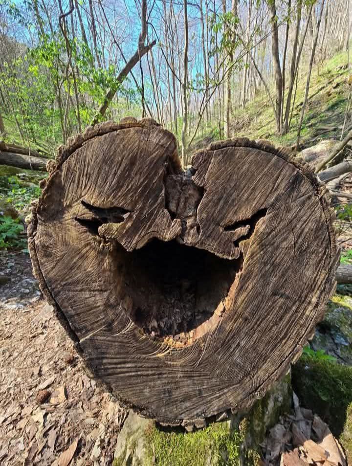 Cea mai bună anecdotă din ultimii șapte milioane de ani
